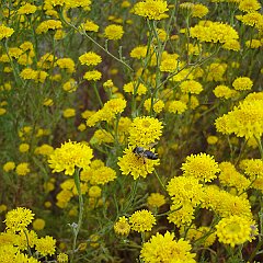 chaenactis glabriuscula var glabriuscula